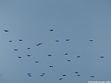 PENVINS-2009-107