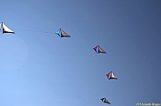 Penvins-2013_0140