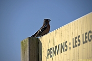 Penvins-2013_0141