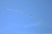 Penvins-2013_0247