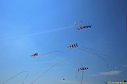 Penvins-2013_0258