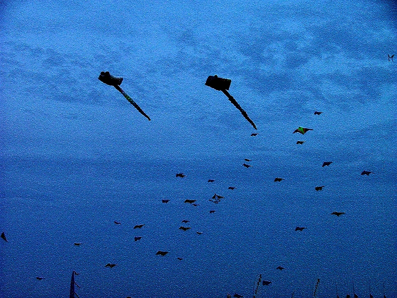 penvins_2007-054.JPG