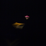 penvins_2007-117