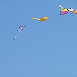 penvins_2007-148