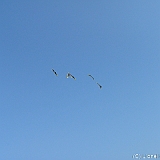 ecupcervia2005-0076