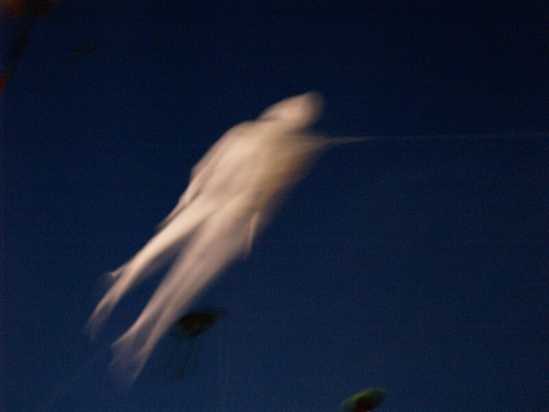 TAGLIATA2008-NM-0012.jpg - OLYMPUS DIGITAL CAMERA         