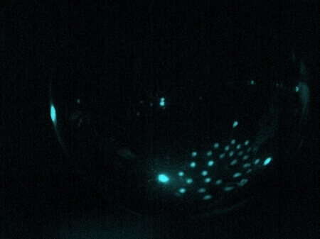 TAGLIATA2008-NM-0066.jpg - OLYMPUS DIGITAL CAMERA         