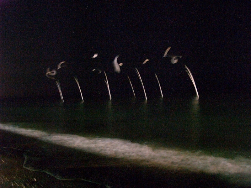 TAGLIATA2008-NM-0121.jpg - OLYMPUS DIGITAL CAMERA         