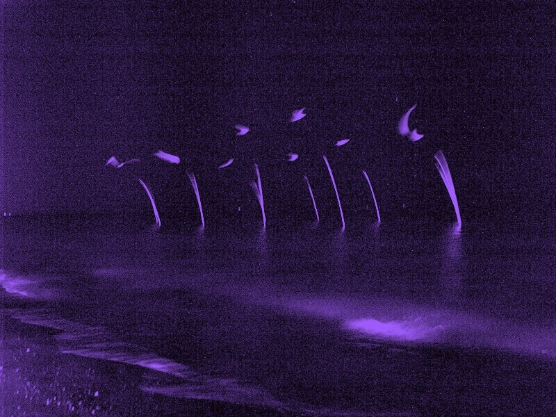 TAGLIATA2008-NM-0122.jpg - OLYMPUS DIGITAL CAMERA         