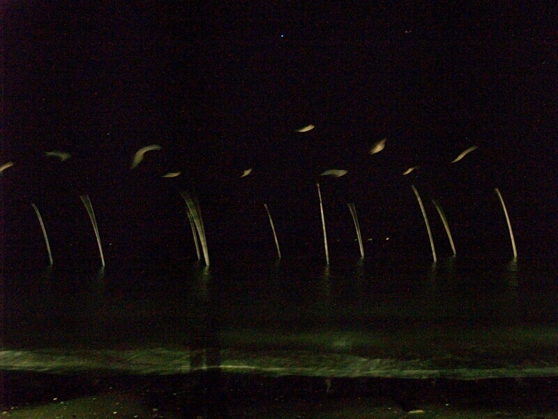 TAGLIATA2008-NM-0123.jpg - OLYMPUS DIGITAL CAMERA         