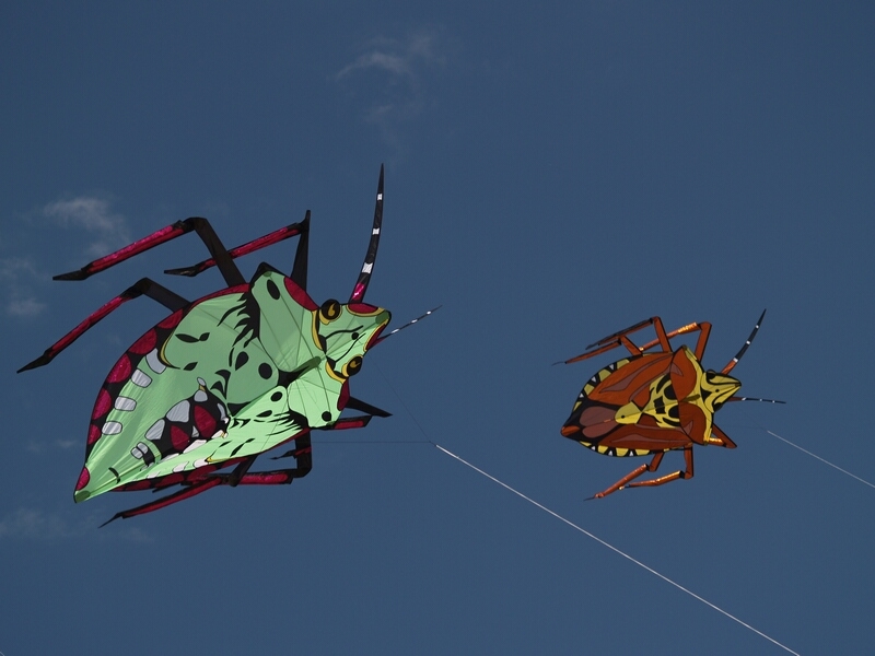 TAGLIATA2008-0001.jpg - OLYMPUS DIGITAL CAMERA         