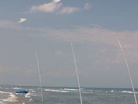 TAGLIATA2008-0060.jpg - OLYMPUS DIGITAL CAMERA         