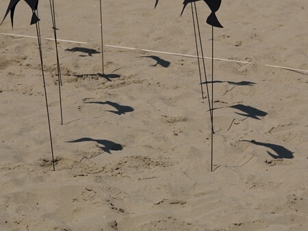 TAGLIATA2008-0076.jpg - OLYMPUS DIGITAL CAMERA         