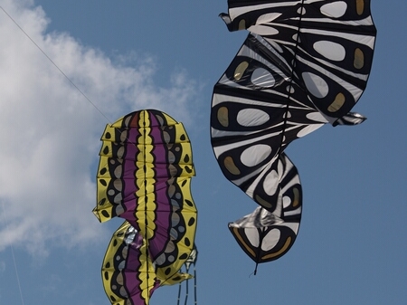 TAGLIATA2008-0157.jpg - OLYMPUS DIGITAL CAMERA         