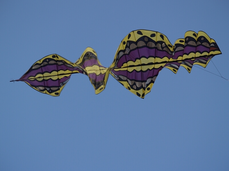 TAGLIATA2008-0158.jpg - OLYMPUS DIGITAL CAMERA         