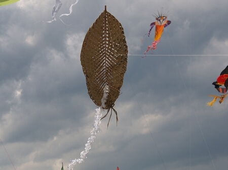 TAGLIATA2008-0163.jpg - OLYMPUS DIGITAL CAMERA         