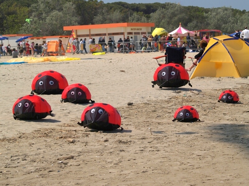 TAGLIATA2008-0244.jpg - OLYMPUS DIGITAL CAMERA         