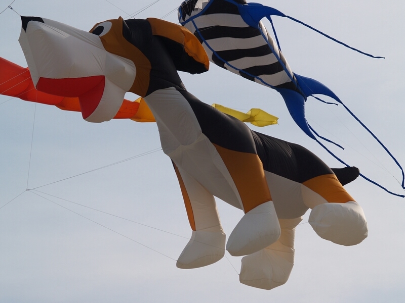 TAGLIATA2008-0247.jpg - OLYMPUS DIGITAL CAMERA         