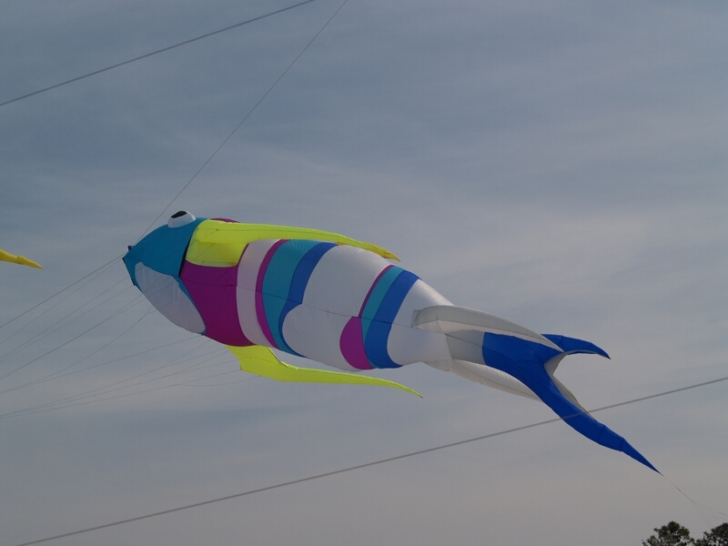 TAGLIATA2008-0252.jpg - OLYMPUS DIGITAL CAMERA         