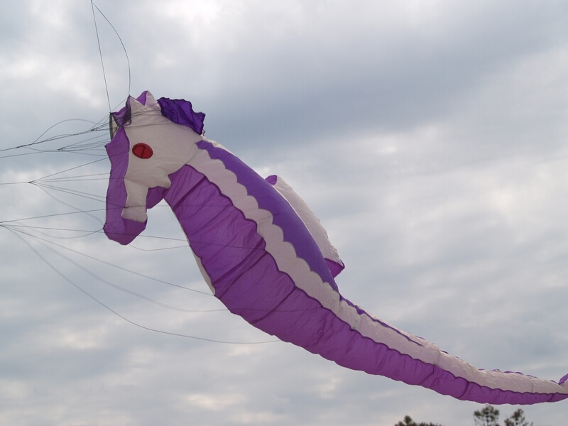 TAGLIATA2008-0259.jpg - OLYMPUS DIGITAL CAMERA         