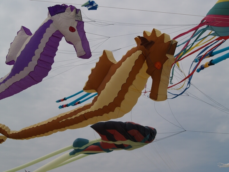 TAGLIATA2008-0260.jpg - OLYMPUS DIGITAL CAMERA         