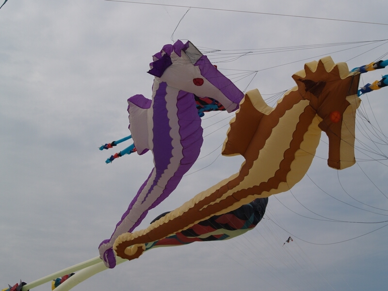 TAGLIATA2008-0261.jpg - OLYMPUS DIGITAL CAMERA         