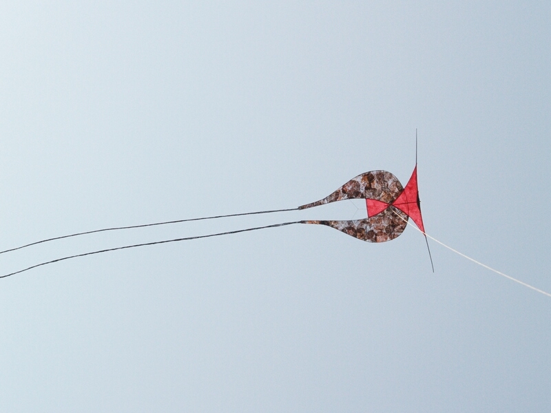 TAGLIATA2008-0305.jpg - OLYMPUS DIGITAL CAMERA         