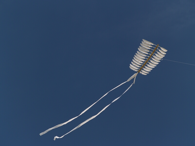 TAGLIATA2008-0316.jpg - OLYMPUS DIGITAL CAMERA         