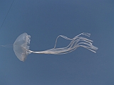 L0010011
