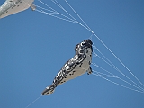 L0020276