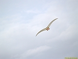 DIEPPE11092010-00148