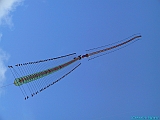 IMG_6249