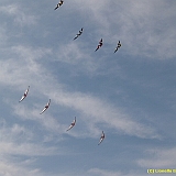 Dieppe200800514