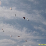 Dieppe200800515
