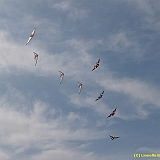 Dieppe200800516