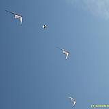 Dieppe200800530