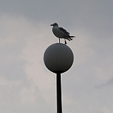 Dieppe200800711