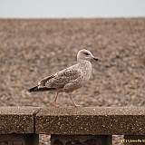 Dieppe200800714