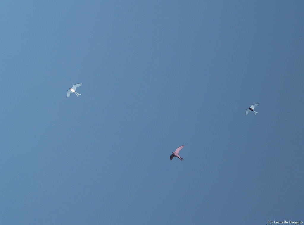 L0300200-a.jpg
