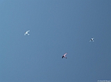 L0300200-a