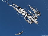 L0300282
