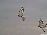 L0300342