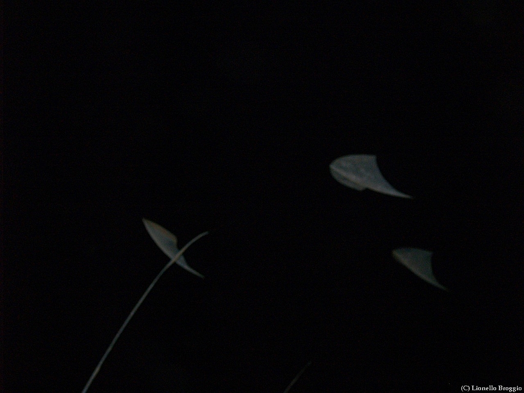 L0010482-A.jpg