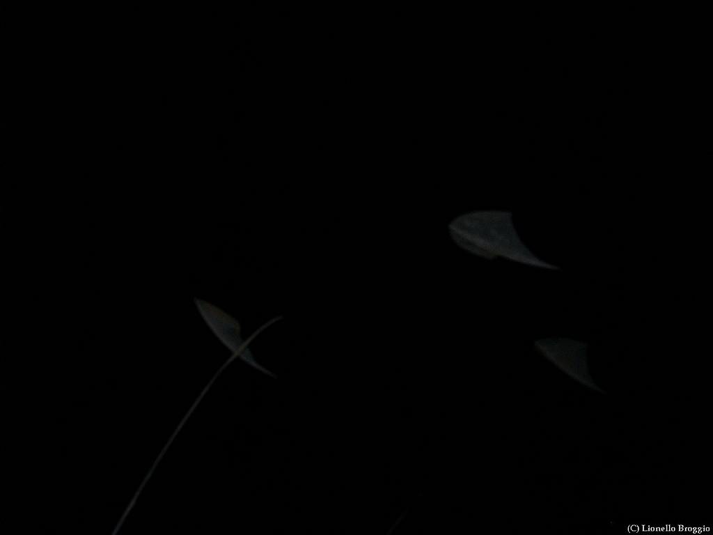 L0010482.jpg