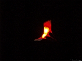 L0010432