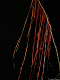 L0010440