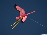 Numana08-08-2010-229