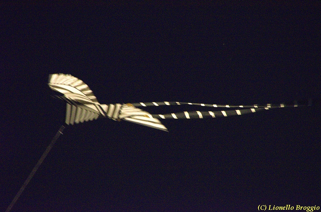 DSC_4395.jpg