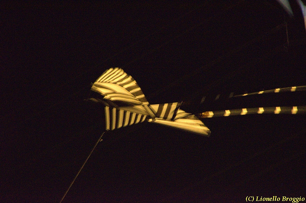 DSC_4409.jpg