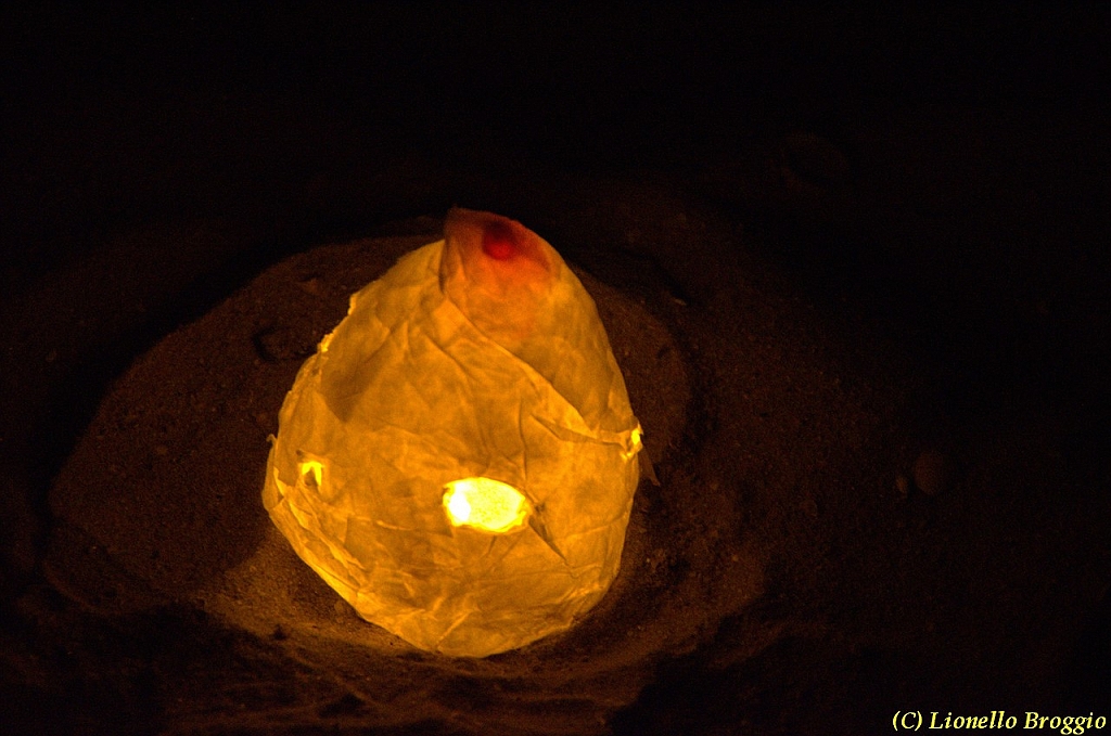 DSC_4446.jpg
